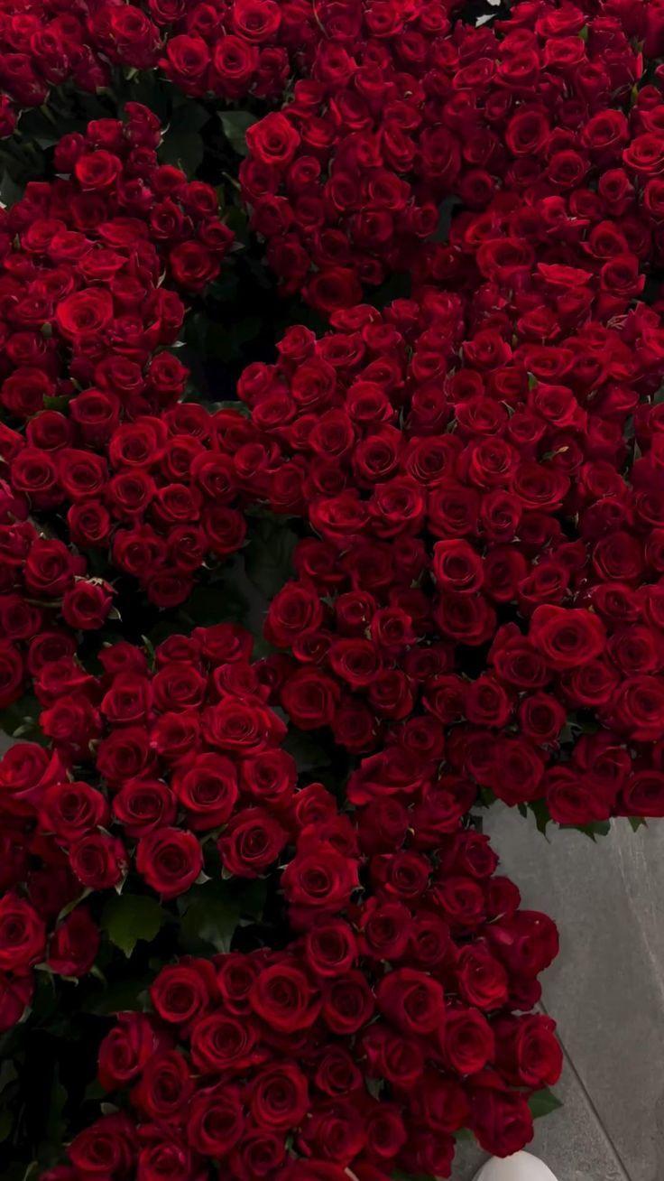 Velvet Caress: Luxurious Crimson Array